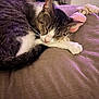 cat, sleeping, cushion, toy, indoor, pet, relaxing, cozy, fur, whiskers, paw, tabby, white, pink, home, resting, animal, soft, closeup, comfort