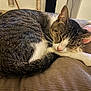 Arya a rejoint le concours — aidez-le/la à gagner de superbes lots ! cat, tabby, sleeping, curled_up, pet, indoor, blanket, toy, rope, fur, whiskers, relaxed, nap, cozy, paw, animal, domestic, cute, resting, feline