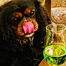 Rio participe au concours pour gagner de l'argent avec cette photo : dog, tongue, black_fur, brown_fur, glass, green_liquid, table, indoor, furniture, patterned_upholstery, pet, closeup, cute, animal, companion, licking, curious, household, cozy, portrait