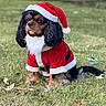 Rio participe au concours pour gagner de l'argent avec cette photo : dog, santa_claus_costume, christmas, holiday, festive, pet, outdoor, grass, black_and_brown, small_dog, cute, animal, costume, seasonal, winter, portrait, fluffy, beard, red_hat, holiday_season