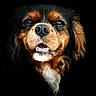 dog, close_up, portrait, black_background, canine, pet, animal, fur, face, eyes, nose, mouth, teeth, happy, smiling, long_hair, cute, domestic_animal, muzzle, friendly