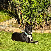 Roxie is registered to the contest to win money with this photo: dog, grass, plant, rocks, outdoor, sunlight, greenery, collar, pet, nature, relaxing, canine, garden, daylight, animal, leaves, shadows, backyard, resting, summer