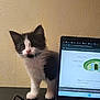 Aïko participe au concours pour gagner de l'argent avec cette photo : kitten, cat, black_and_white, laptop, desk, indoor, curious, whiskers, technology, pet, animal, feline, study, computer_screen, cord, closeup, young, cute, fur, portrait