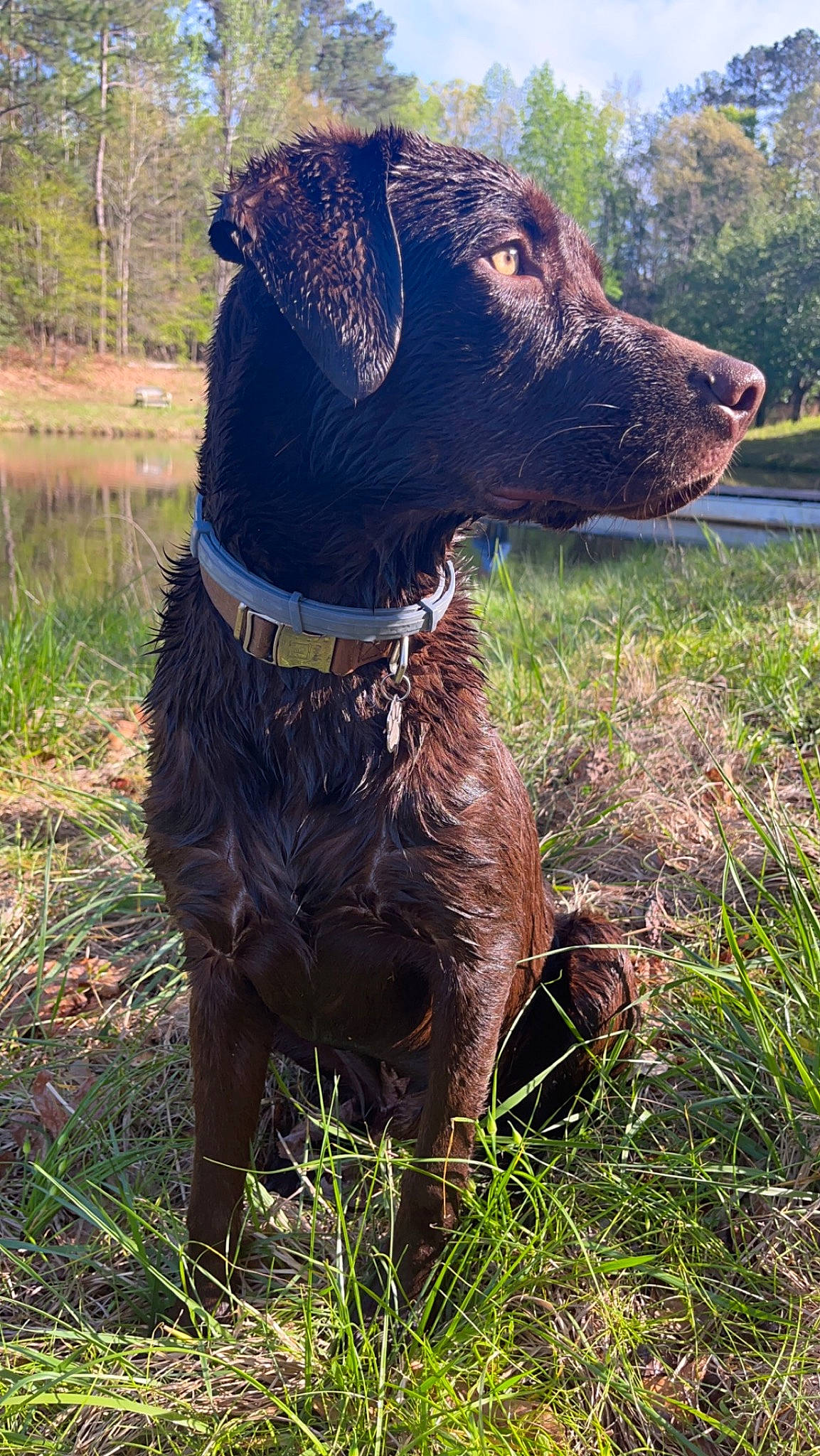 Goose is registered to the contest to win money with this photo: borador, canidae, carnivore, collar, companion_dog, dog, dog_breed, dog_collar, grass, grassland, gun_dog, hunting_dog, liver, pet_supply, plant, sky, terrestrial_animal, tree, working_animal, working_dog