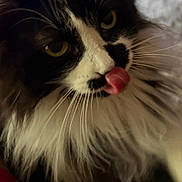 Buffy joined the competition — help win amazing prizes! black_and_white, blurred_background, carpet, cat, close_up, couch, domestic_animal, eyes, feline, fur, indoor, long_hair, mischievous, nose, pet, playful, portrait, tongue_out, tuxedo_cat, whiskers