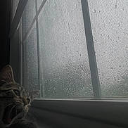 Nala is registered to the contest to win money with this photo: cat, window, rain, raindrops, gloomy, indoor, animal, pet, yawn, meow, whiskers, glass, nature, weather, moody, dark, cozy, daylight, closeup, curiosity