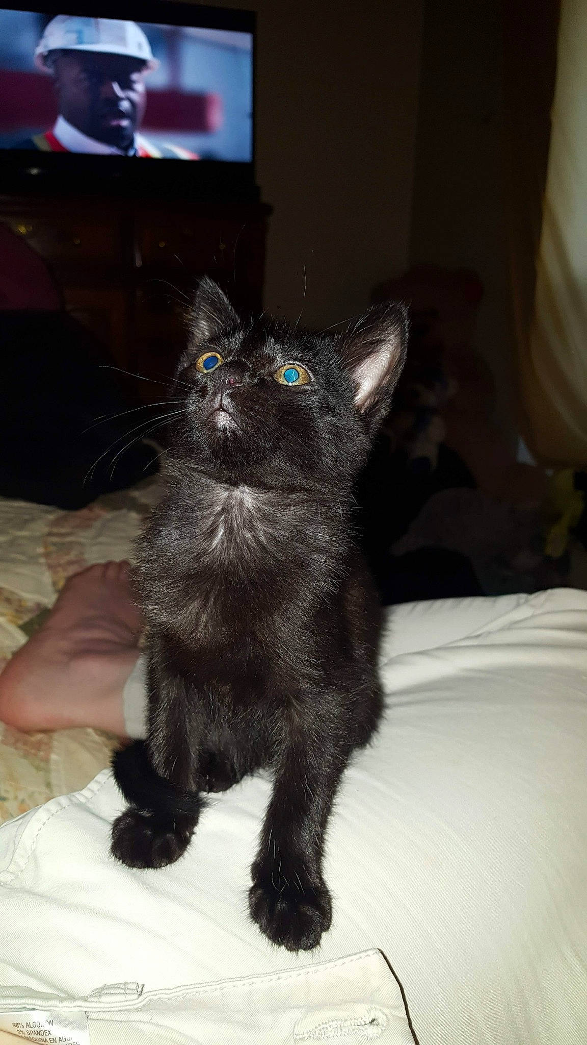 Elvira is registered to the contest to win money with this photo: asian, black, black_cat, carnivore, cat, claw, domestic_long_haired_cat, domestic_short_haired_cat, ear, european_shorthair, felidae, fur, kitten, mammal, nebelung, small_to_medium_sized_cats, snout, tail, vertebrate, whiskers