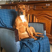 Angel a rejoint le concours — aidez-le/la à gagner de superbes lots ! animal, blue_blanket, brown_dog, canine, chair, companion, cute, dog, domestic_animal, furniture, home, indoor, living_room, looking_at_camera, pet, portrait, relaxed, resting, sitting, wooden_furniture