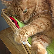 Pastis a rejoint le concours — aidez-le/la à gagner de superbes lots ! cat, orange_tabby, pet, feline, green_eyes, whiskers, paws, fur, basket, wicker, fabric, indoor, relaxed, close_up, resting, animal, cute, domestic, soft, sleepy