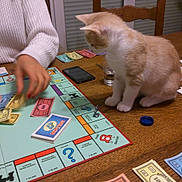 Marley a rejoint le concours — aidez-le/la à gagner de superbes lots ! cat, monopoly, board_game, game_piece, money, hand, table, smartphone, wooden_table, chair, indoor, person, playing, curious_cat, orange_cat, white_cat, glass, bottle_cap, game_card, furniture