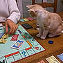 cat, monopoly, board_game, game_piece, money, hand, table, smartphone, wooden_table, chair, indoor, person, playing, curious_cat, orange_cat, white_cat, glass, bottle_cap, game_card, furniture