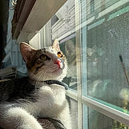 Gus is registered to the contest to win money with this photo: cat, window, reflection, sunlight, pet, animal, indoor, fur, whiskers, collar, curious, closeup, portrait, relaxing, daylight, domestic_cat, looking_outside, resting, feline, cute