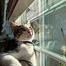 cat, window, reflection, sunlight, pet, animal, indoor, fur, whiskers, collar, curious, closeup, portrait, relaxing, daylight, domestic_cat, looking_outside, resting, feline, cute