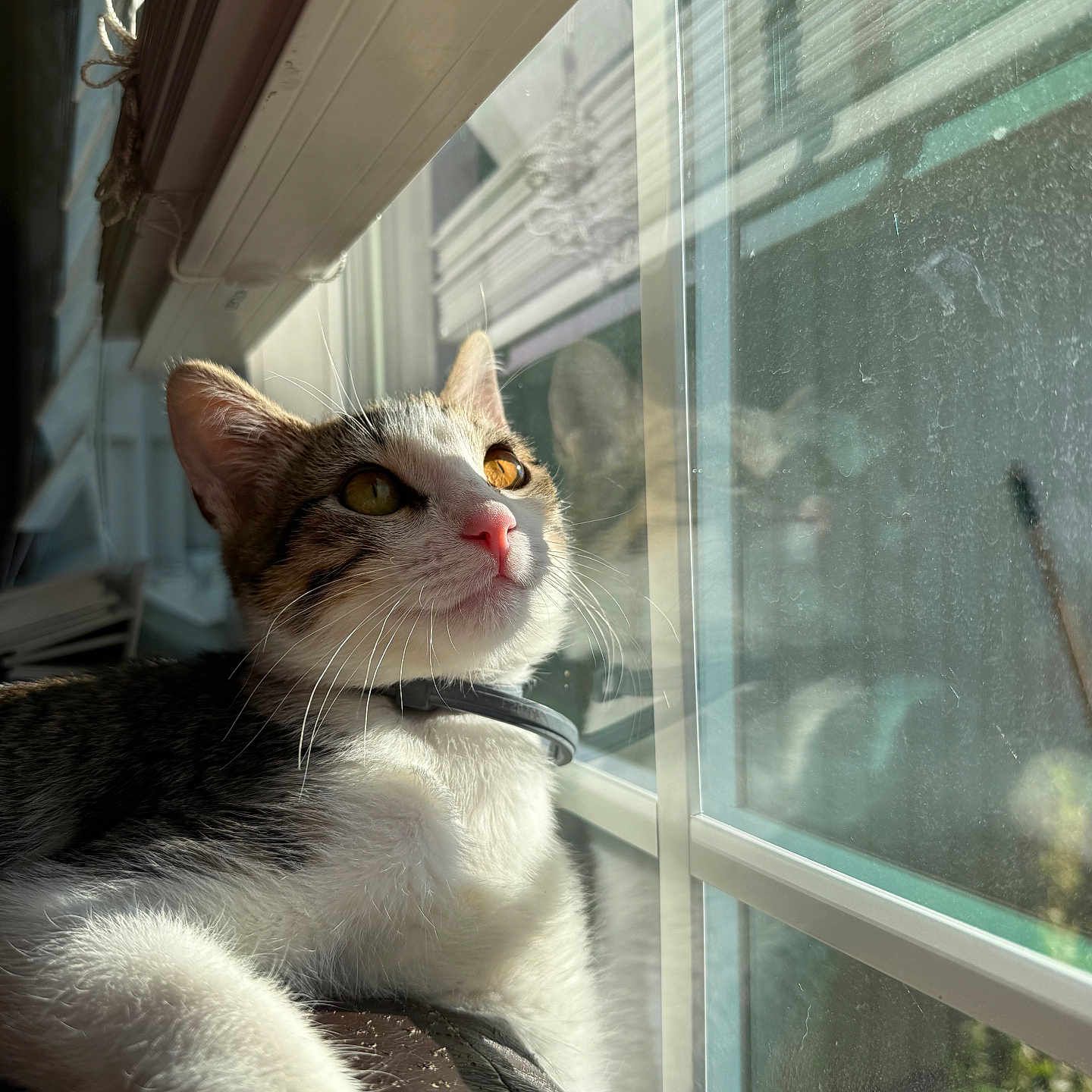 Gus is registered to the contest to win money with this photo: cat, window, reflection, sunlight, pet, animal, indoor, fur, whiskers, collar, curious, closeup, portrait, relaxing, daylight, domestic_cat, looking_outside, resting, feline, cute
