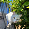 cat, white_cat, heterochromia, yellow_eye, blue_eye, outdoor, green_leaves, wooden_railing, sunlight, shadow, curious, pet, animal, nature, closeup, portrait, feline, cute, daylight, garden