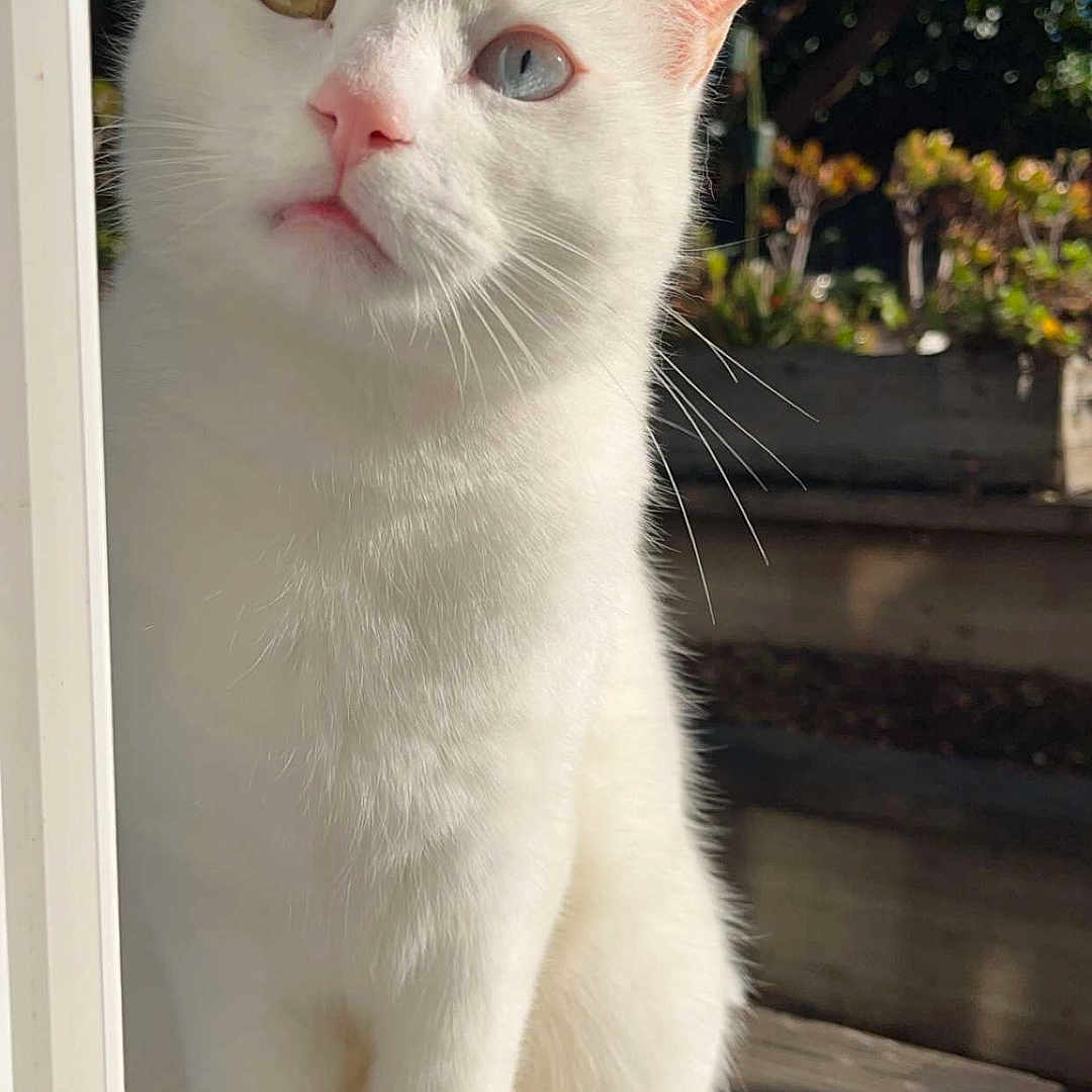 Zeus