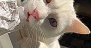 Zeus is registered to the contest to win money with this photo: cat, white_cat, heterochromia, door_frame, paper, whiskers, sunlight, outdoor, curious, pet, animal, close_up, feline, ears, nose, mouth, wooden_surface, shadow, window, playful