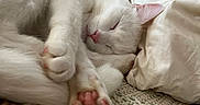 Zeus joined the competition — help win amazing prizes! animal, blanket, cat, closeup, cozy, cute, domestic_cat, fur, indoor, knitted_blanket, paw_pads, pet, pillow, pink_nose, relaxing, resting, sleeping, soft, whiskers, white_cat