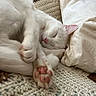 Zeus joined the competition — help win amazing prizes! cat, white_cat, sleeping, paw_pads, pink_nose, cozy, blanket, knitted_blanket, pillow, indoor, pet, fur, cute, relaxing, closeup, animal, resting, soft, domestic_cat, whiskers