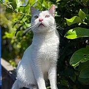 Zeus is registered to the contest to win money with this photo: cat, white_cat, animal, pet, outdoor, sunlight, greenery, leaves, fence, fur, whiskers, heterochromia, blue_sky, nature, curious, sitting, portrait, daylight, close_up, alert