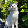 cat, white_cat, animal, pet, outdoor, sunlight, greenery, leaves, fence, fur, whiskers, heterochromia, blue_sky, nature, curious, sitting, portrait, daylight, close_up, alert
