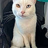 Zeus is registered to the contest to win money with this photo: cat, white_cat, heterochromia, blue_eye, golden_eye, whiskers, pet, animal, sitting, indoor, feline, closeup, portrait, chair, black_background, fur, cute, domestic_cat, looking_at_camera, animal_portrait