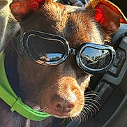 Kevin is registered to the contest to win money with this photo: dog, goggles, green_collar, car_interior, sunlight, brown_fur, pet, close_up, ears, whiskers, reflection, seat, window, animal, canine, portrait, vehicle, accessory, bright, outdoor_light
