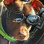 dog, goggles, green_collar, car_interior, sunlight, brown_fur, pet, close_up, ears, whiskers, reflection, seat, window, animal, canine, portrait, vehicle, accessory, bright, outdoor_light
