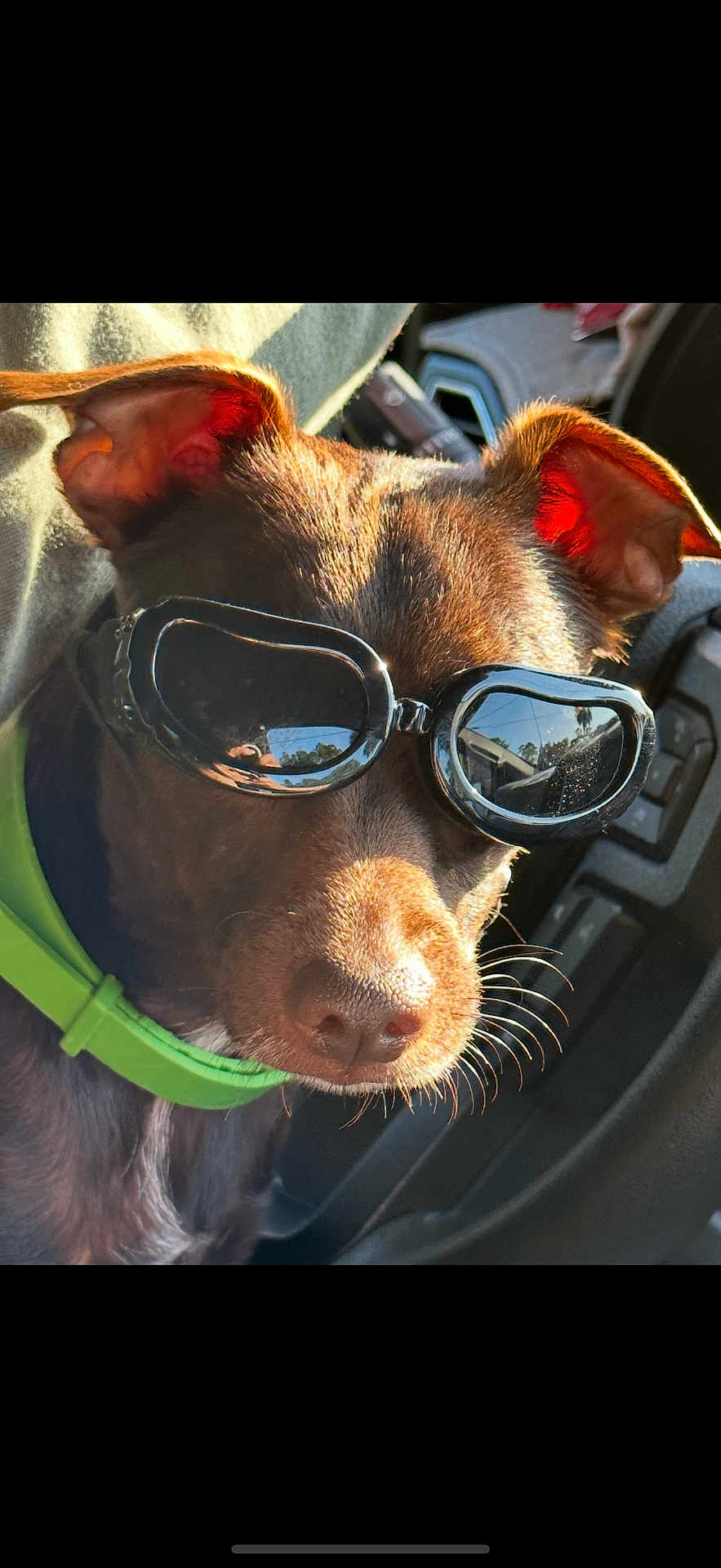 Kevin is registered to the contest to win money with this photo: dog, goggles, green_collar, car_interior, sunlight, brown_fur, pet, close_up, ears, whiskers, reflection, seat, window, animal, canine, portrait, vehicle, accessory, bright, outdoor_light