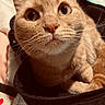 Cinnamon is registered to the contest to win money with this photo: animal, bag, cat, close_up, curious, cute, domestic_cat, ears, face, feline, fur, indoor, looking_up, orange_tabby, pet, portrait, resting, soft_light, whiskers, zipper