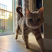 Cinnamon joined the competition — help win amazing prizes! animal, cat, closeup, curious, curtains, daylight, ears, feline, floor, home, indoor, pet, shadow, sunlight, tabby_cat, tail, walking, whiskers, window, wooden_floor