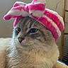 Minouche a rejoint le concours — aidez-le/la à gagner de superbes lots ! abyssinian, angora, animal, cap, cat, clothing, couch, face, hat, head, indoors, kitten, manx, person, pet, photography, plush, portrait, siamese, toy