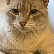Minouche a rejoint le concours — aidez-le/la à gagner de superbes lots ! abyssinian, angora, animal, cat, couch, furniture, kitten, manx, pet, siamese