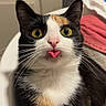 cat, calico_cat, tongue_out, yellow_eyes, whiskers, indoor, sink, bathroom, door, towel, fur, pet, cute, curious, animal, mammal, close_up, portrait, expression, playful
