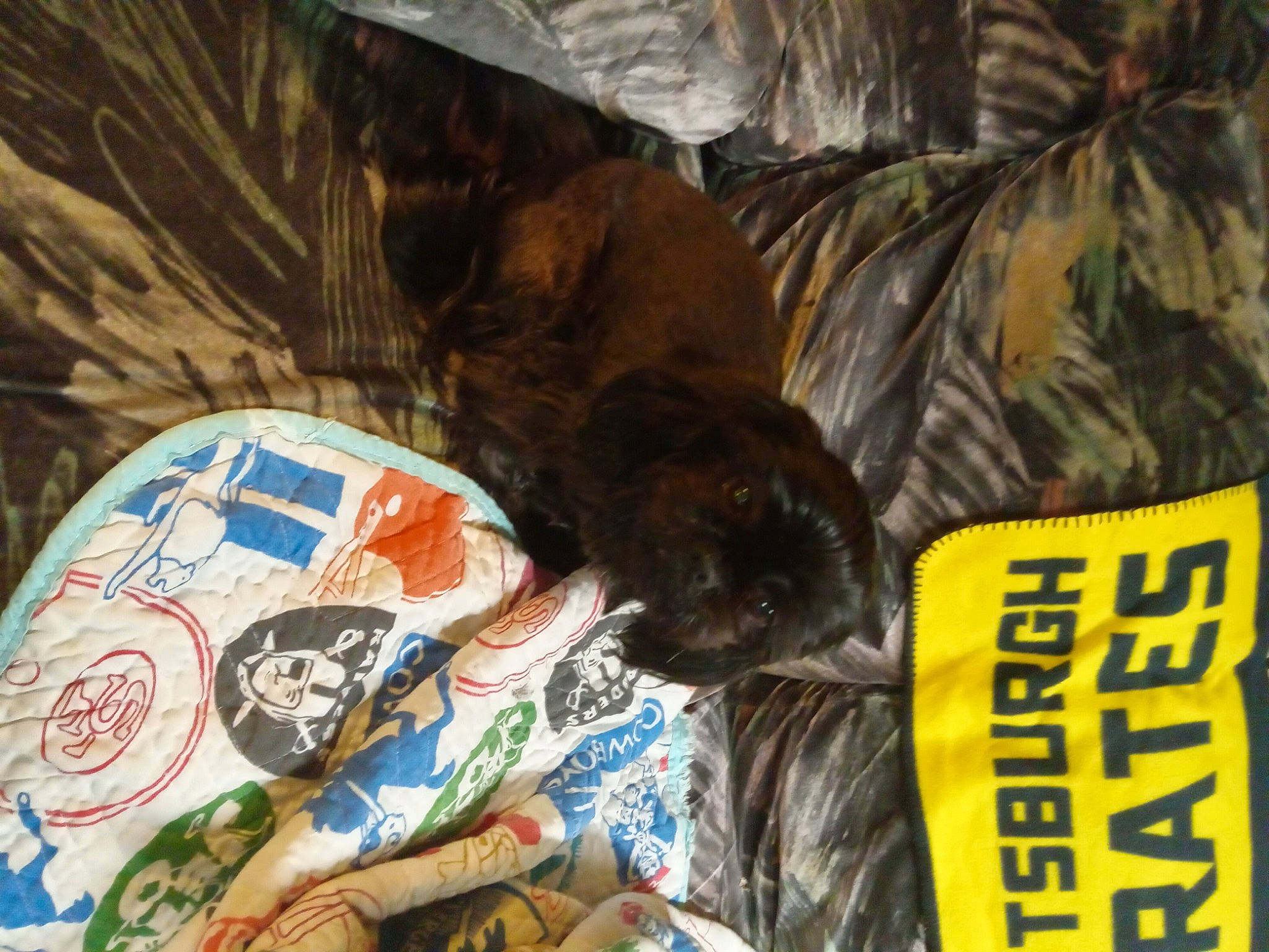 Diamond Ratcliff is registered to the contest to win money with this photo: black_cat, carnivore, cat, cat_supply, comfort, domestic_short_haired_cat, felidae, fur, linens, liver, nap, small_to_medium_sized_cats, sporting_group, tail, terrestrial_animal, tree, whiskers