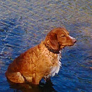 Indy a rejoint le concours — aidez-le/la à gagner de superbes lots ! carnivoran, chesapeake_bay_retriever, companion_dog, dog, dog_breed, dog_like_mammal, english_cocker_spaniel, golden_retriever, hunting_dog, nova_scotia_duck_tolling_retriever, retriever, sporting_group, water