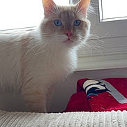 Moshi participe au concours pour gagner de l'argent avec cette photo : cat, indoor, window, blue_eyes, cream_colored, feline, pet, curious, whiskers, soft_fur, blanket, cozy, light, animal, domestic_cat, portrait, alert, house, furniture, cute