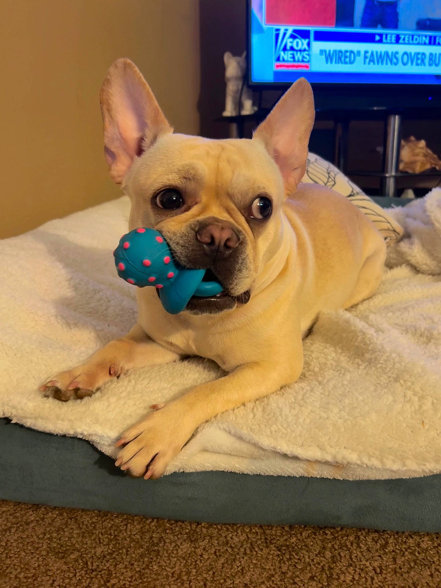 Bella joined the competition — help win amazing prizes! canidae, carnivore, chihuahua, comfort, companion_dog, corgi_chihuahua, dessert, dog, dog_breed, dog_supply, fawn, paw, puppy, snout, sporting_group, television, terrestrial_animal, toy_dog, whiskers, working_animal