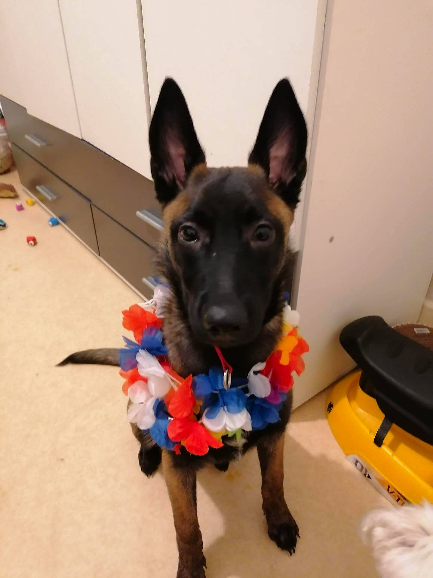 Prisca participe au concours pour gagner de l'argent avec cette photo : australian_kelpie, belgian_shepherd, belgian_shepherd_malinois, black_norwegian_elkhound, canidae, carnivore, dog, dog_breed, dutch_shepherd_dog, ear, formosan_mountain_dog, german_shepherd_dog, kai_ken, mammal, police_dog, rare_breed_dog, snout, vertebrate