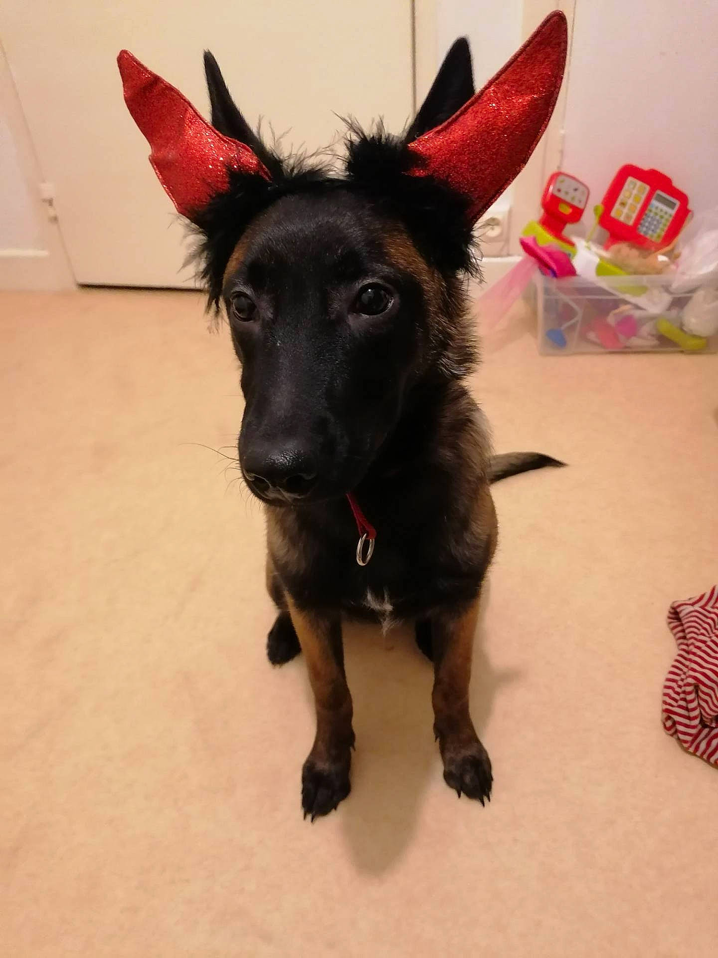 Prisca participe au concours pour gagner de l'argent avec cette photo : canidae, carnivore, dog, dog_breed, ear, formosan_mountain_dog, mammal, mexican_hairless_dog, puppy, rare_breed_dog, schipperke, snout, vertebrate