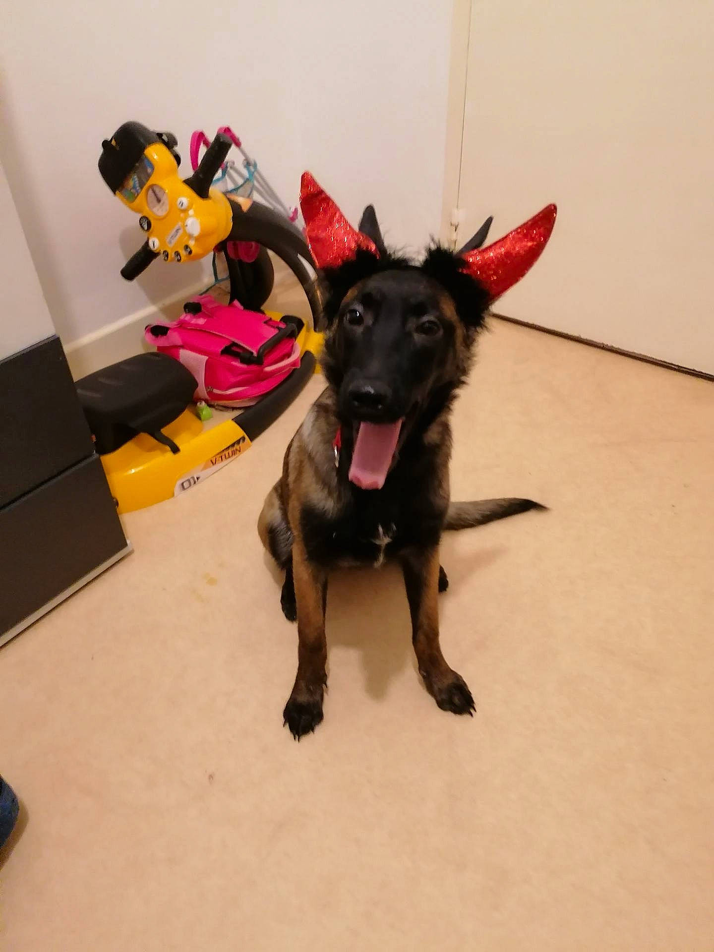 Prisca a rejoint le concours — aidez-le/la à gagner de superbes lots ! canidae, carnivore, dog, dog_breed, dutch_shepherd_dog, ear, formosan_mountain_dog, mammal, patterdale_terrier, puppy, rare_breed_dog, snout, sporting_group
