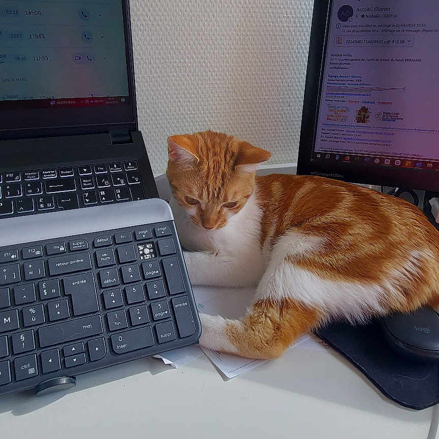 Hikari participe au concours pour gagner de l'argent avec cette photo : cat, computer_monitor, curious, desk, electronics, feline, home_office, indoor, keyboard, mouse_pad, office, orange_cat, paper, pet, relaxed, resting, table, technology, white_cat, workstation