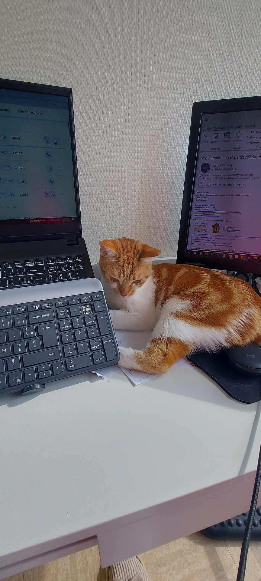 Hikari participe au concours pour gagner de l'argent avec cette photo : cat, computer_monitor, curious, desk, electronics, feline, home_office, indoor, keyboard, mouse_pad, office, orange_cat, paper, pet, relaxed, resting, table, technology, white_cat, workstation