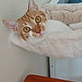 animal, cat, cat_hammock, cozy, curious, ears, feline, furry, golden_eyes, home, indoor, looking, orange_cat, pet, relaxed, resting, soft_texture, whiskers, white_cat, wooden_table