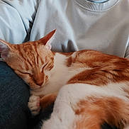 Hikari a rejoint le concours — aidez-le/la à gagner de superbes lots ! animal, cat, closed_eyes, companion, cozy, cute, domestic_cat, fur, human_clothing, indoor, lap, nap, orange_cat, pet, relaxation, resting, sleeping, soft_texture, whiskers, white_fur