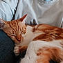 animal, cat, closed_eyes, companion, cozy, cute, domestic_cat, fur, human_clothing, indoor, lap, nap, orange_cat, pet, relaxation, resting, sleeping, soft_texture, whiskers, white_fur