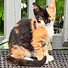 kitten, calico_cat, cat, sitting, outdoor, fence, wooden_fence, greenery, plant, pet, animal, fur, whiskers, tail, young_cat, portrait, nature, sunlight, closeup, domestic_cat