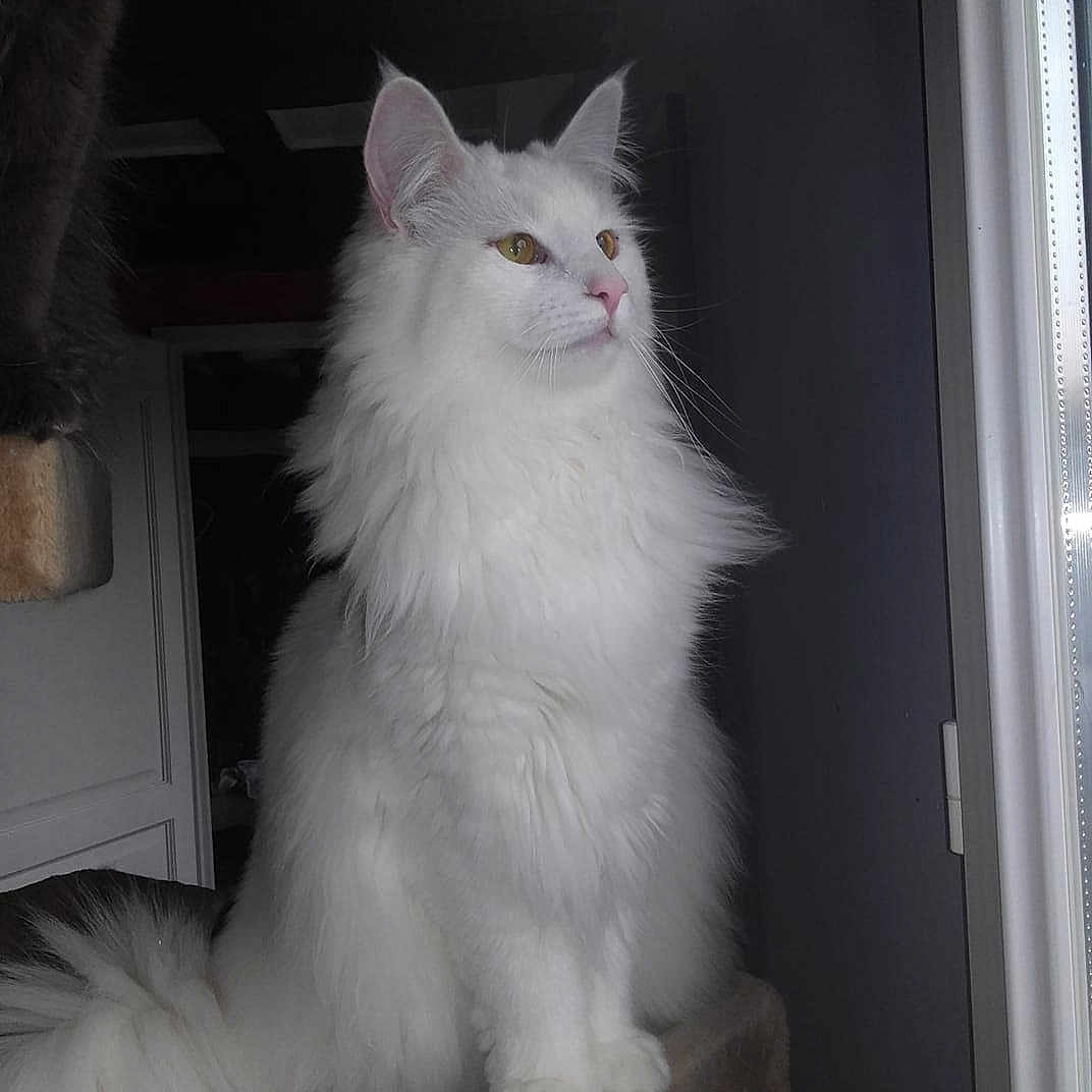 Naja