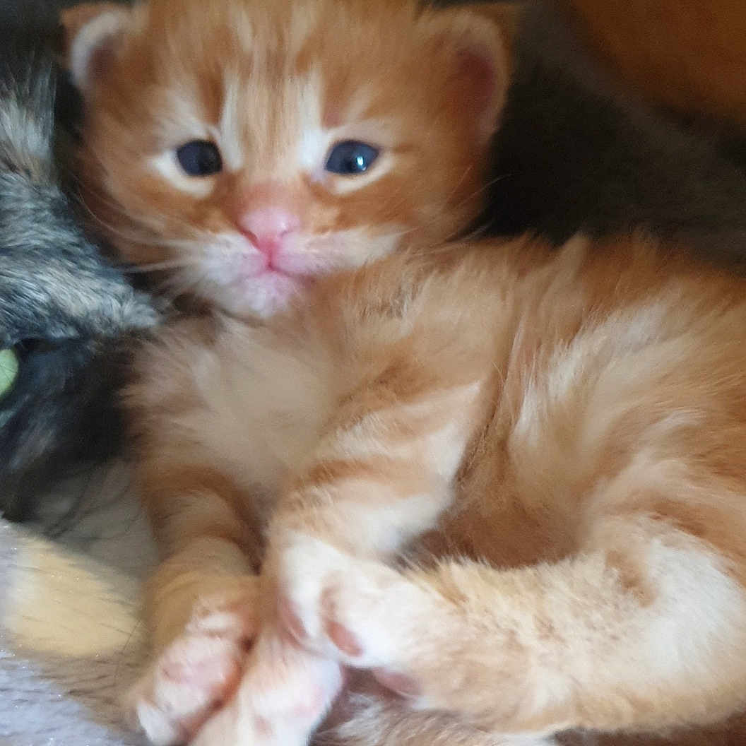 Tigrou