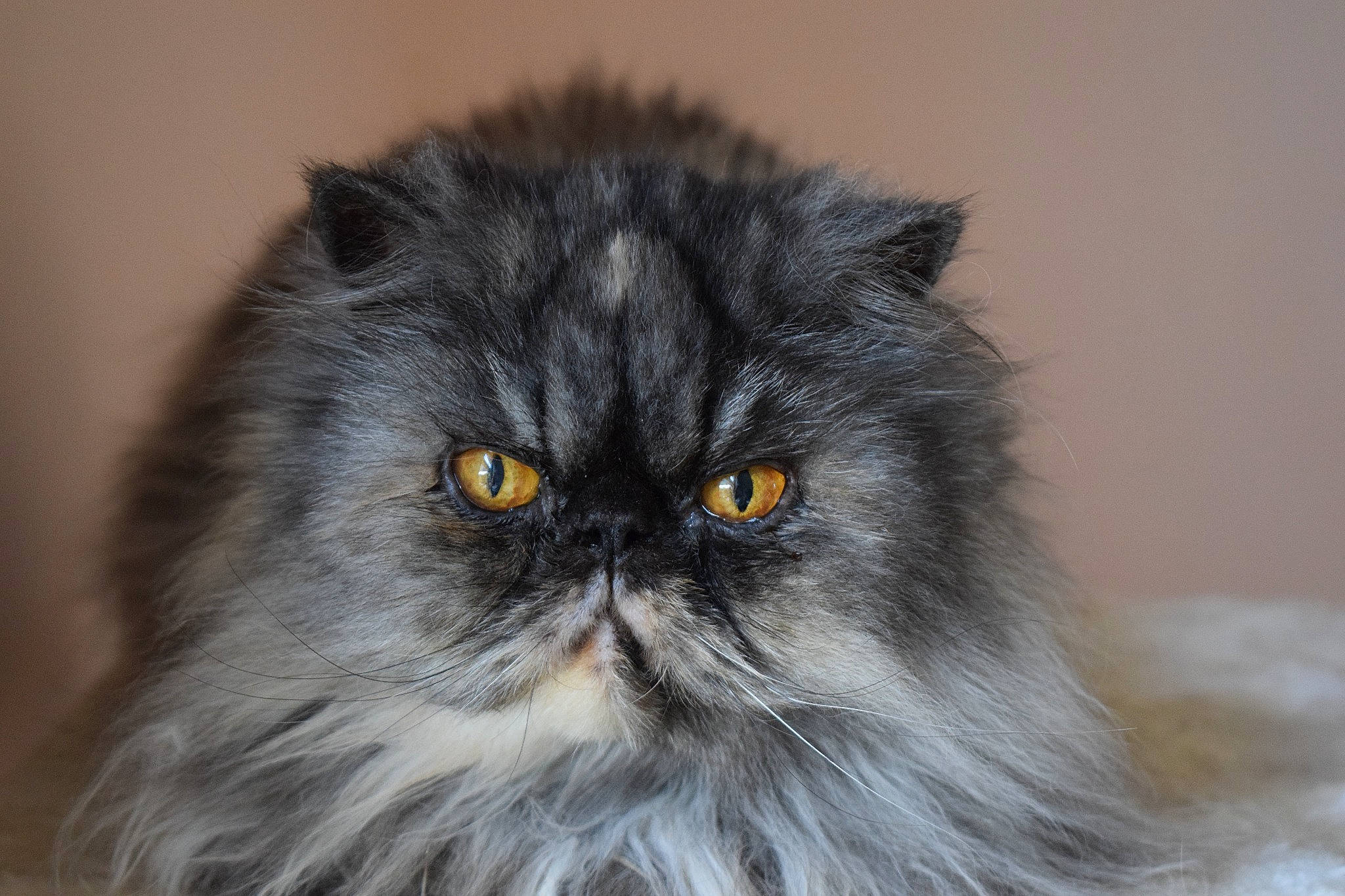 Bout-chou participe au concours pour gagner de l'argent avec cette photo : asian_semi_longhair, british_semi_longhair, carnivoran, cat, cat_like_mammal, close_up, domestic_long_haired_cat, domestic_short_haired_cat, eye, fur, mammal, napoleon_cat, persian, small_to_medium_sized_cats, snout, whiskers